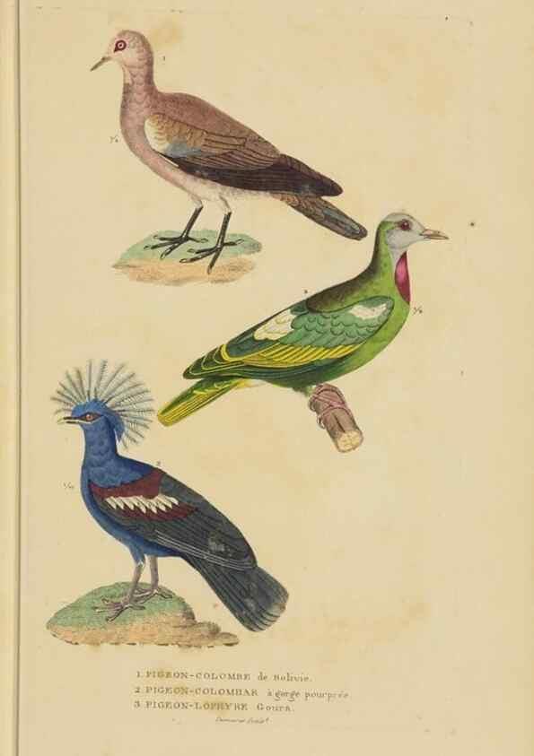 Reproducción/Reproduction 9371190840: Dictionnaire classique des sciences naturelles :. Brussels :Meline, Cans et Ce.,1853.