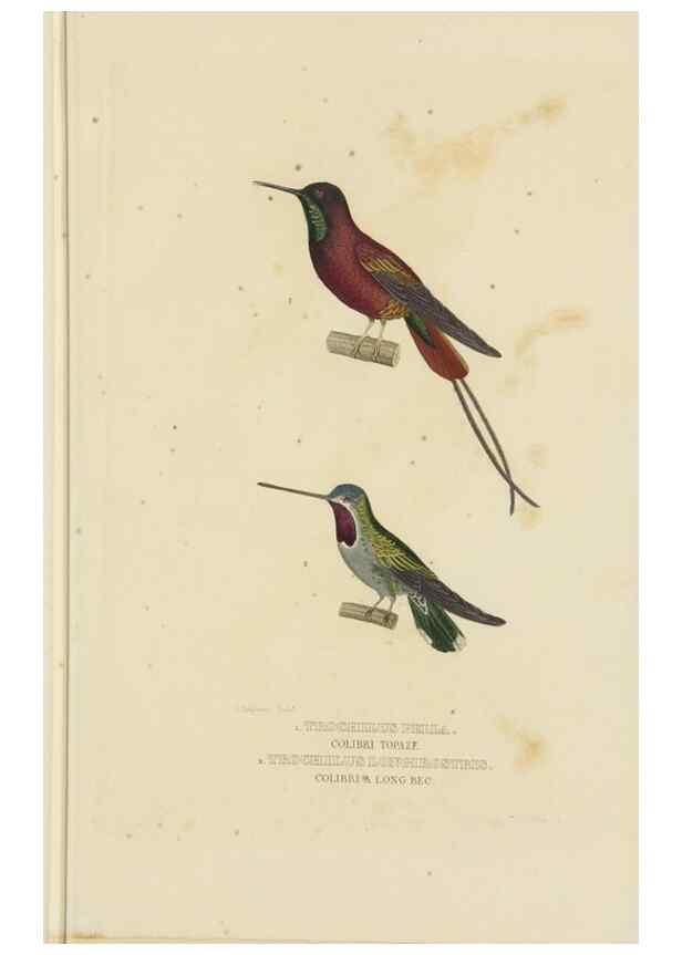Reproducción/Reproduction 9371183234: Dictionnaire classique des sciences naturelles :. Brussels :Meline, Cans et Ce.,1853.
