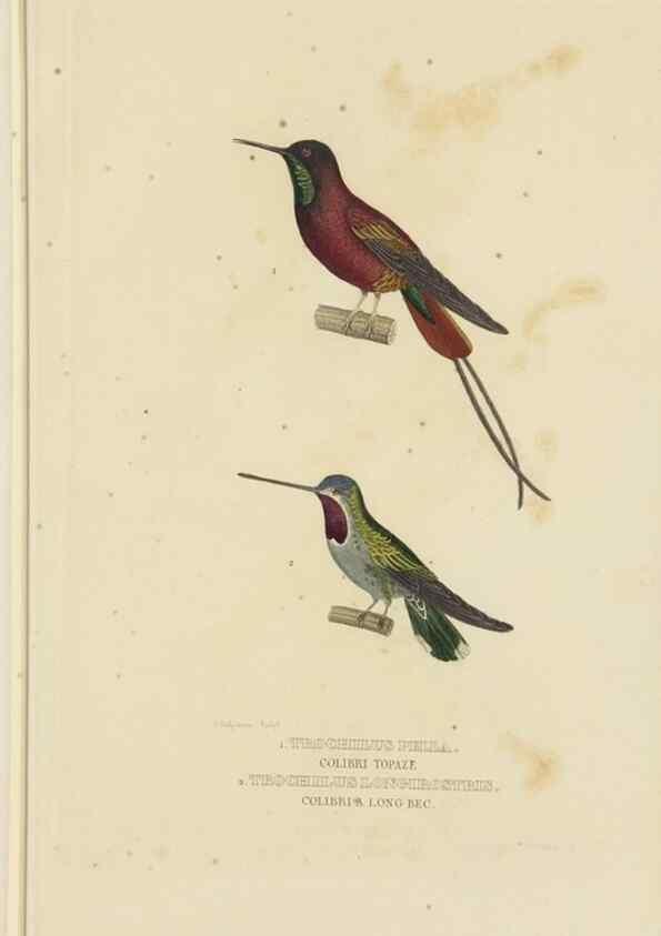 Reproducción/Reproduction 9371183234: Dictionnaire classique des sciences naturelles :. Brussels :Meline, Cans et Ce.,1853.