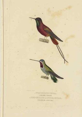 Reproducción/Reproduction 9371183234: Dictionnaire classique des sciences naturelles :. Brussels :Meline, Cans et Ce.,1853.