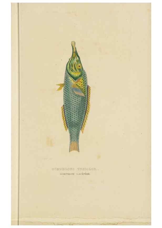 Reproducción/Reproduction 9371216564: Dictionnaire classique des sciences naturelles :. Brussels :Meline, Cans et Ce.,1853.