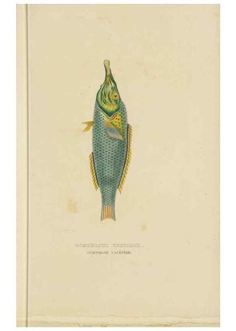 Reproducción/Reproduction 9371216564: Dictionnaire classique des sciences naturelles :. Brussels :Meline, Cans et Ce.,1853.