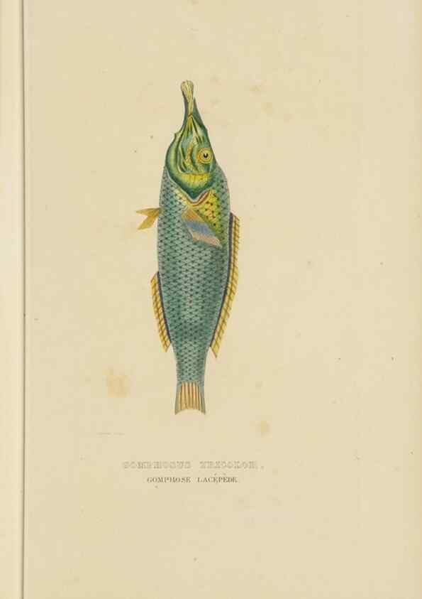 Reproducción/Reproduction 9371216564: Dictionnaire classique des sciences naturelles :. Brussels :Meline, Cans et Ce.,1853.