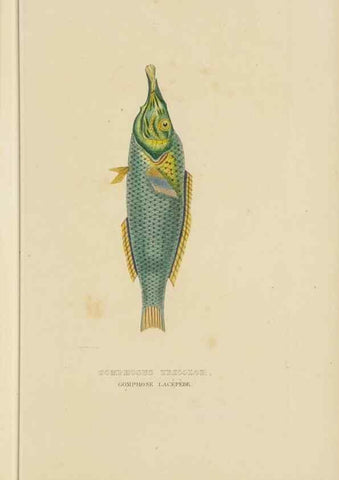 Reproducción/Reproduction 9371216564: Dictionnaire classique des sciences naturelles :. Brussels :Meline, Cans et Ce.,1853.