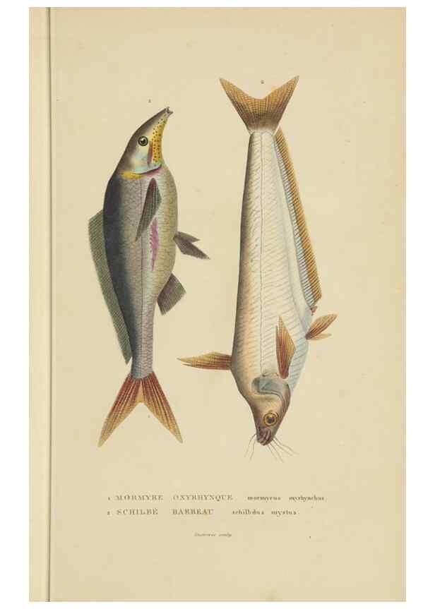 Reproducción/Reproduction 9368439221: Dictionnaire classique des sciences naturelles :. Brussels :Meline, Cans et Ce.,1853.