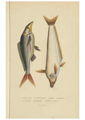 Reproducción/Reproduction 9368439221: Dictionnaire classique des sciences naturelles :. Brussels :Meline, Cans et Ce.,1853.