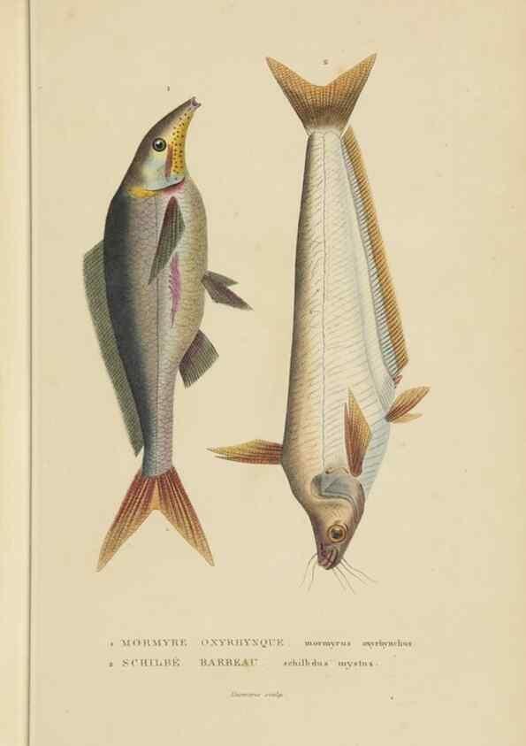 Reproducción/Reproduction 9368439221: Dictionnaire classique des sciences naturelles :. Brussels :Meline, Cans et Ce.,1853.