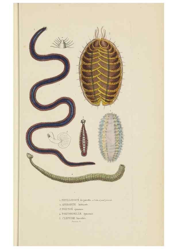 Reproducción/Reproduction 9368457989: Dictionnaire classique des sciences naturelles :. Brussels :Meline, Cans et Ce.,1853.