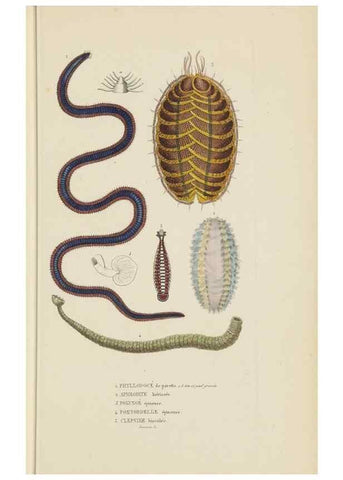 Reproducción/Reproduction 9368457989: Dictionnaire classique des sciences naturelles :. Brussels :Meline, Cans et Ce.,1853.