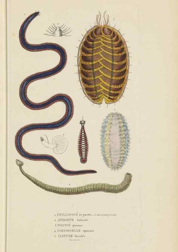 Reproducción/Reproduction 9368457989: Dictionnaire classique des sciences naturelles :. Brussels :Meline, Cans et Ce.,1853.