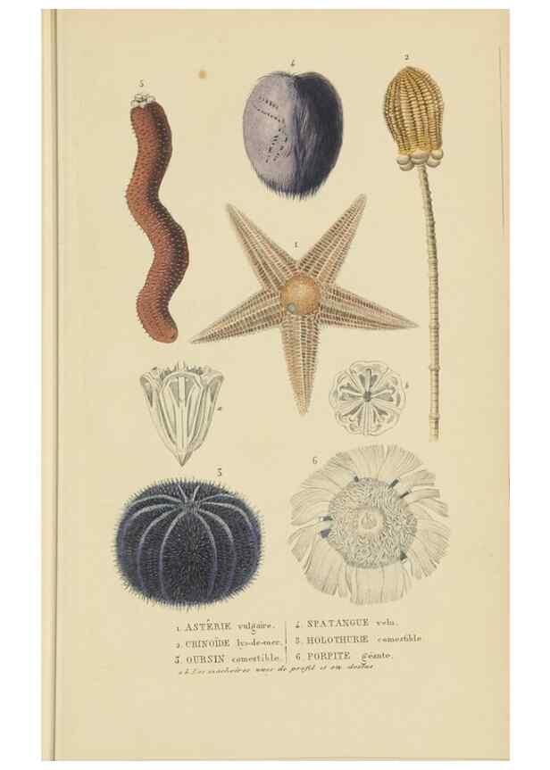 Reproducción/Reproduction 9371237776: Dictionnaire classique des sciences naturelles :. Brussels :Meline, Cans et Ce.,1853.