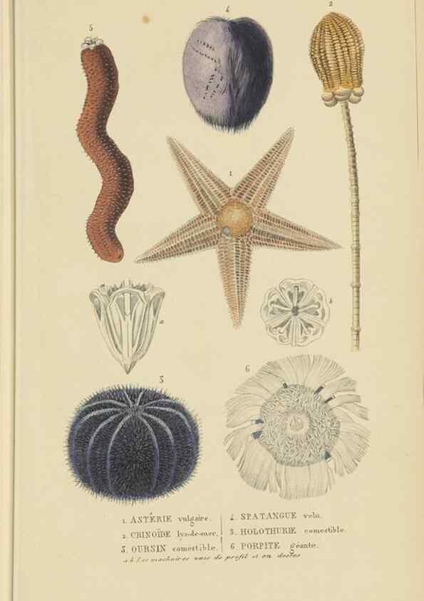 Reproducción/Reproduction 9371237776: Dictionnaire classique des sciences naturelles :. Brussels :Meline, Cans et Ce.,1853.