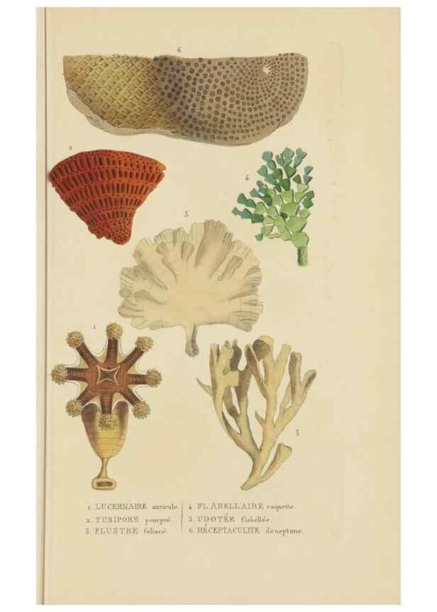 Reproducción/Reproduction 9371238676: Dictionnaire classique des sciences naturelles :. Brussels :Meline, Cans et Ce.,1853.