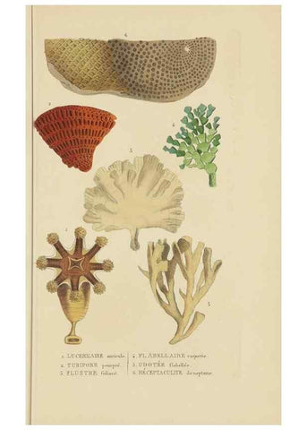 Reproducción/Reproduction 9371238676: Dictionnaire classique des sciences naturelles :. Brussels :Meline, Cans et Ce.,1853.