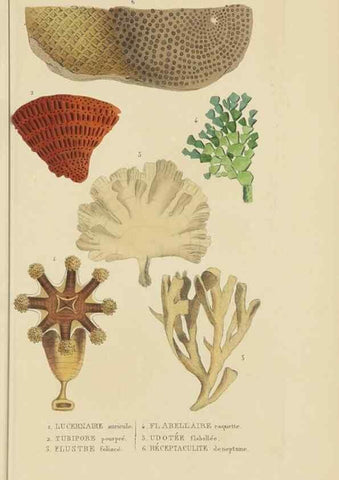 Reproducción/Reproduction 9371238676: Dictionnaire classique des sciences naturelles :. Brussels :Meline, Cans et Ce.,1853.