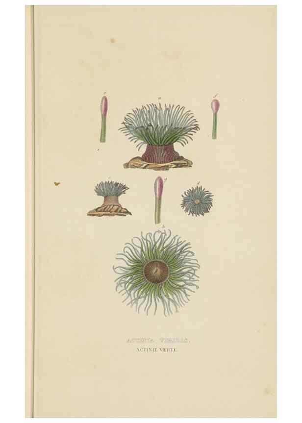 Reproducción/Reproduction 9368460629: Dictionnaire classique des sciences naturelles :. Brussels :Meline, Cans et Ce.,1853.