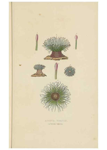 Reproducción/Reproduction 9368460629: Dictionnaire classique des sciences naturelles :. Brussels :Meline, Cans et Ce.,1853.