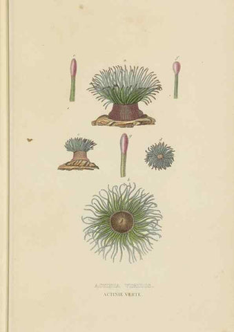 Reproducción/Reproduction 9368460629: Dictionnaire classique des sciences naturelles :. Brussels :Meline, Cans et Ce.,1853.