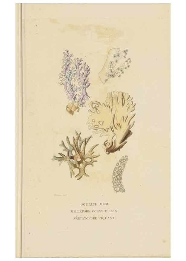 Reproducción/Reproduction 9368461427: Dictionnaire classique des sciences naturelles :. Brussels :Meline, Cans et Ce.,1853.