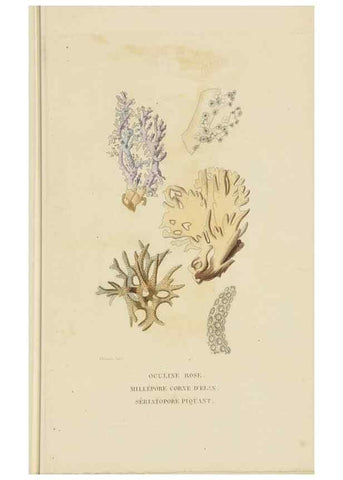 Reproducción/Reproduction 9368461427: Dictionnaire classique des sciences naturelles :. Brussels :Meline, Cans et Ce.,1853.