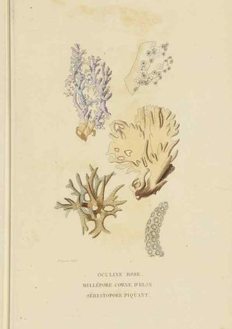Reproducción/Reproduction 9368461427: Dictionnaire classique des sciences naturelles :. Brussels :Meline, Cans et Ce.,1853.