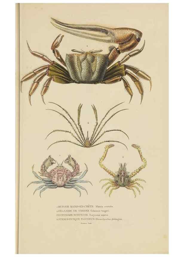 Reproducción/Reproduction 9371241350: Dictionnaire classique des sciences naturelles :. Brussels :Meline, Cans et Ce.,1853.