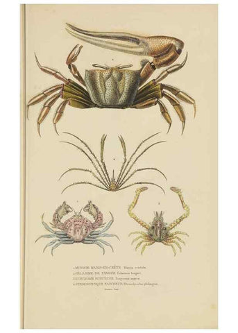 Reproducción/Reproduction 9371241350: Dictionnaire classique des sciences naturelles :. Brussels :Meline, Cans et Ce.,1853.