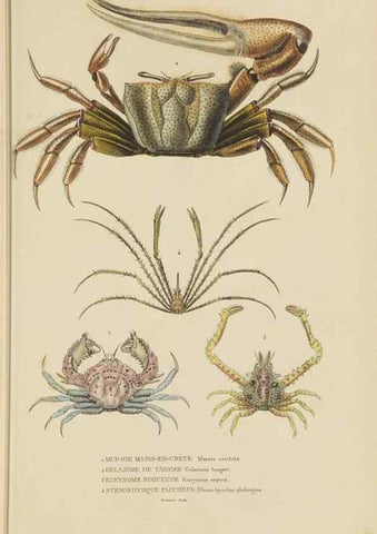 Reproducción/Reproduction 9371241350: Dictionnaire classique des sciences naturelles :. Brussels :Meline, Cans et Ce.,1853.