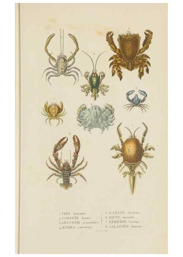 Reproducción/Reproduction 9371242176: Dictionnaire classique des sciences naturelles :. Brussels :Meline, Cans et Ce.,1853.