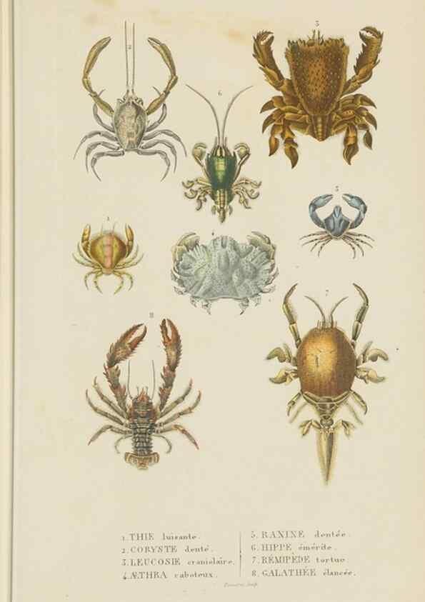 Reproducción/Reproduction 9371242176: Dictionnaire classique des sciences naturelles :. Brussels :Meline, Cans et Ce.,1853.