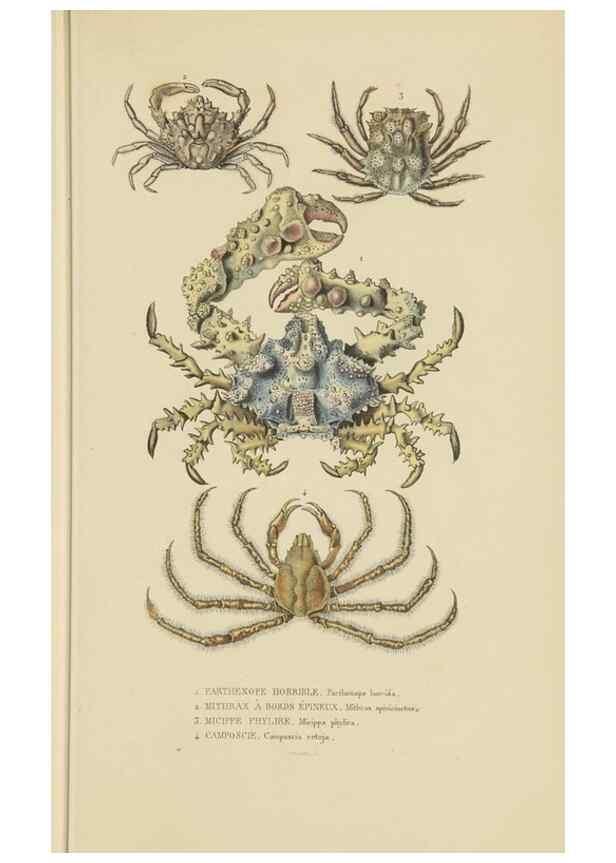 Reproducción/Reproduction 9368464339: Dictionnaire classique des sciences naturelles :. Brussels :Meline, Cans et Ce.,1853.