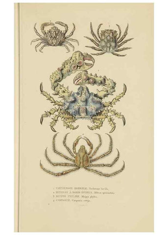 Reproducción/Reproduction 9368464339: Dictionnaire classique des sciences naturelles :. Brussels :Meline, Cans et Ce.,1853.