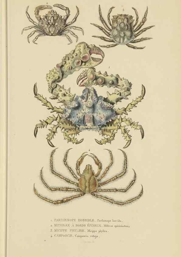 Reproducción/Reproduction 9368464339: Dictionnaire classique des sciences naturelles :. Brussels :Meline, Cans et Ce.,1853.