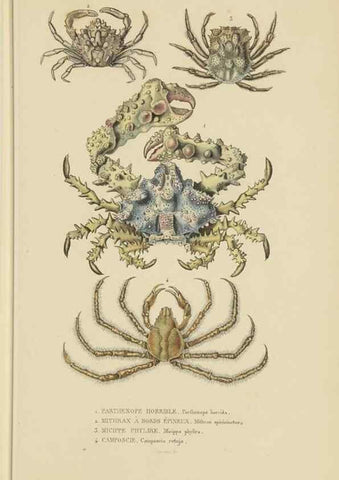 Reproducción/Reproduction 9368464339: Dictionnaire classique des sciences naturelles :. Brussels :Meline, Cans et Ce.,1853.