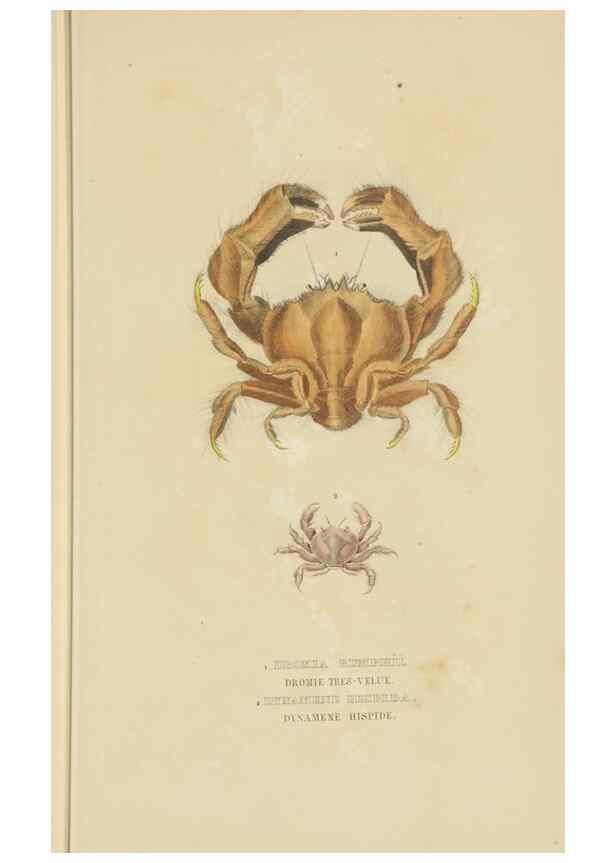Reproducción/Reproduction 9371244048: Dictionnaire classique des sciences naturelles :. Brussels :Meline, Cans et Ce.,1853.