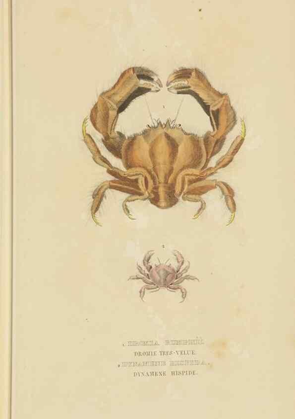 Reproducción/Reproduction 9371244048: Dictionnaire classique des sciences naturelles :. Brussels :Meline, Cans et Ce.,1853.