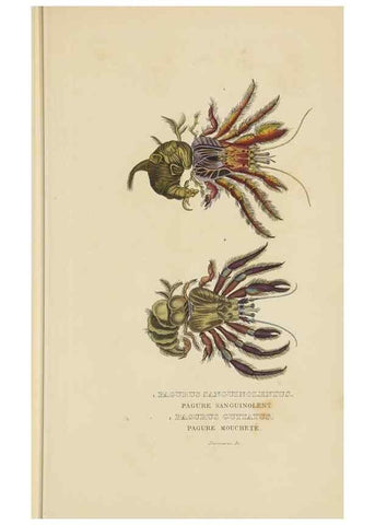 Reproducción/Reproduction 9368466061: Dictionnaire classique des sciences naturelles :. Brussels :Meline, Cans et Ce.,1853.