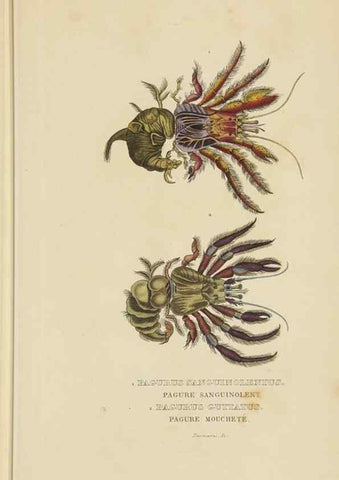 Reproducción/Reproduction 9368466061: Dictionnaire classique des sciences naturelles :. Brussels :Meline, Cans et Ce.,1853.