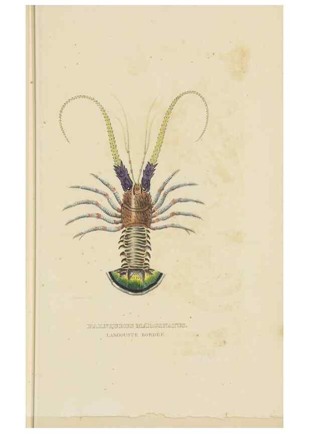 Reproducción/Reproduction 9371245702: Dictionnaire classique des sciences naturelles :. Brussels :Meline, Cans et Ce.,1853.