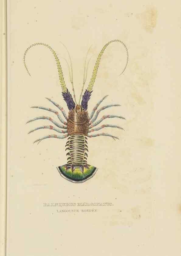 Reproducción/Reproduction 9371245702: Dictionnaire classique des sciences naturelles :. Brussels :Meline, Cans et Ce.,1853.