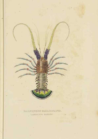 Reproducción/Reproduction 9371245702: Dictionnaire classique des sciences naturelles :. Brussels :Meline, Cans et Ce.,1853.