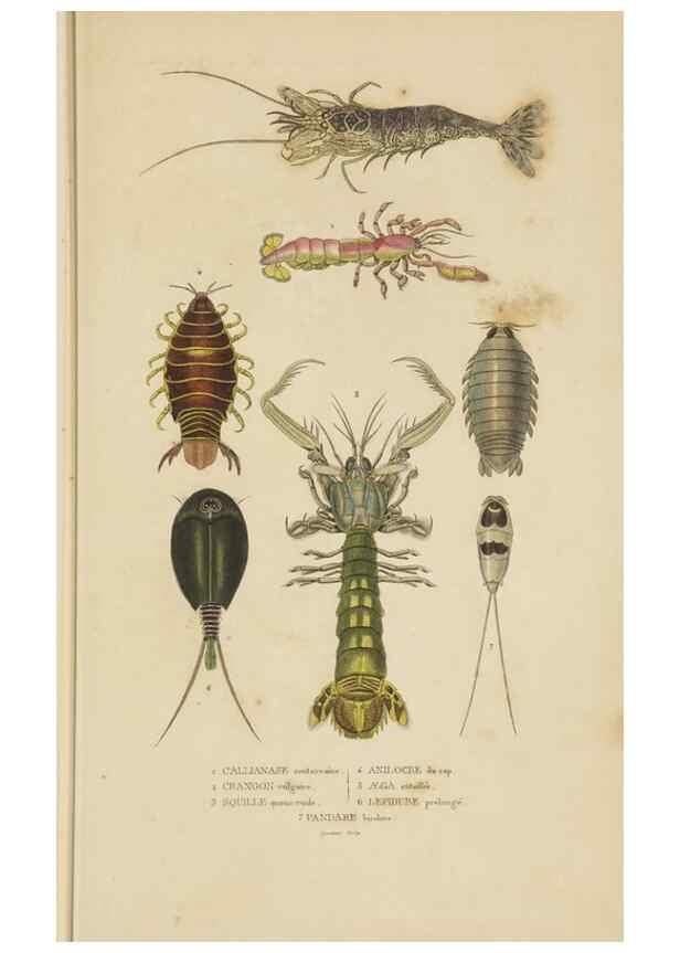 Reproducción/Reproduction 9371246560: Dictionnaire classique des sciences naturelles :. Brussels :Meline, Cans et Ce.,1853.