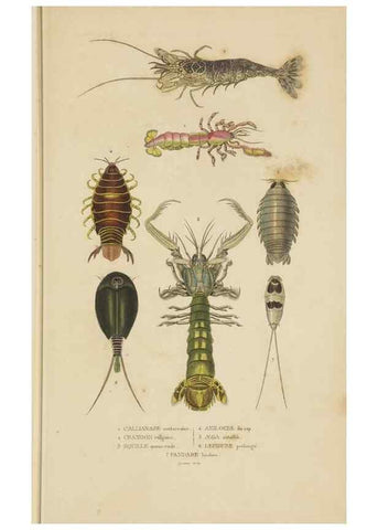 Reproducción/Reproduction 9371246560: Dictionnaire classique des sciences naturelles :. Brussels :Meline, Cans et Ce.,1853.