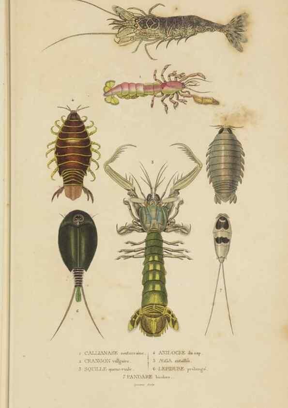 Reproducción/Reproduction 9371246560: Dictionnaire classique des sciences naturelles :. Brussels :Meline, Cans et Ce.,1853.