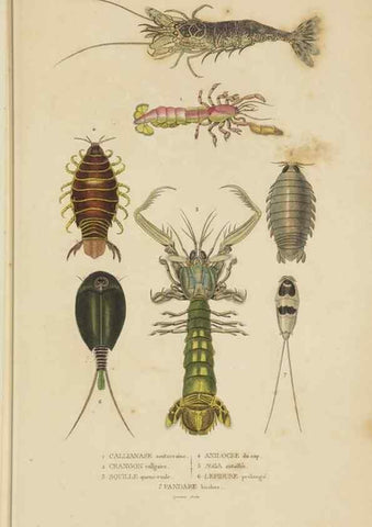 Reproducción/Reproduction 9371246560: Dictionnaire classique des sciences naturelles :. Brussels :Meline, Cans et Ce.,1853.