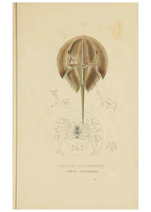 Reproducción/Reproduction 9368468567: Dictionnaire classique des sciences naturelles :. Brussels :Meline, Cans et Ce.,1853.