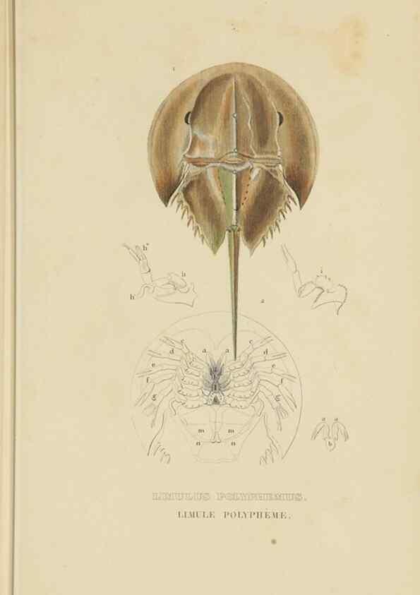Reproducción/Reproduction 9368468567: Dictionnaire classique des sciences naturelles :. Brussels :Meline, Cans et Ce.,1853.