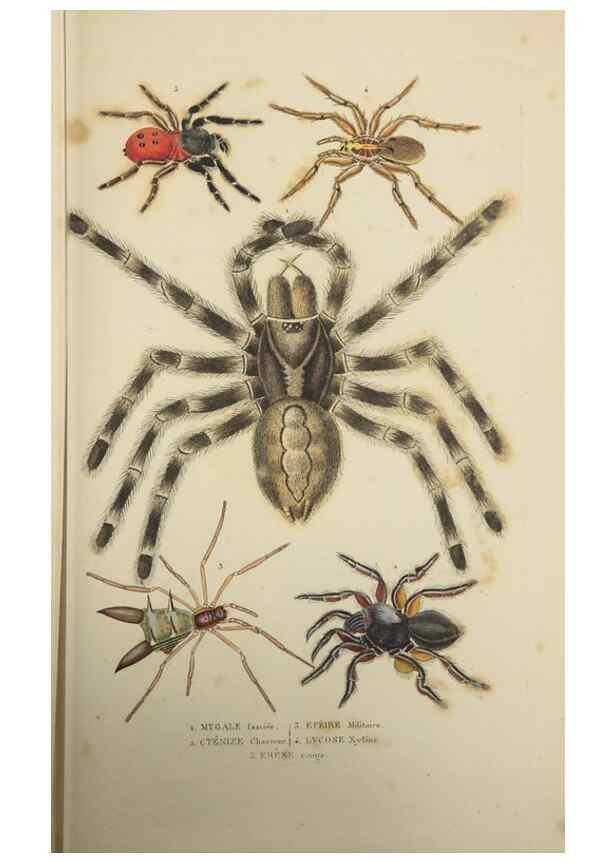 Reproducción/Reproduction 9371248320: Dictionnaire classique des sciences naturelles :. Brussels :Meline, Cans et Ce.,1853.
