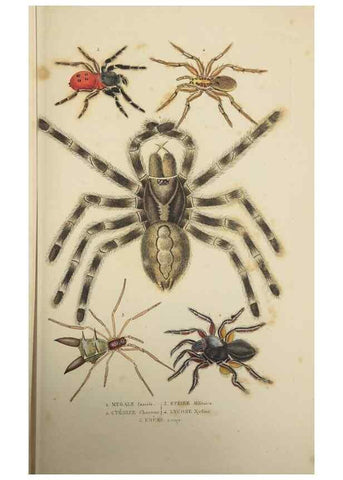 Reproducción/Reproduction 9371248320: Dictionnaire classique des sciences naturelles :. Brussels :Meline, Cans et Ce.,1853.