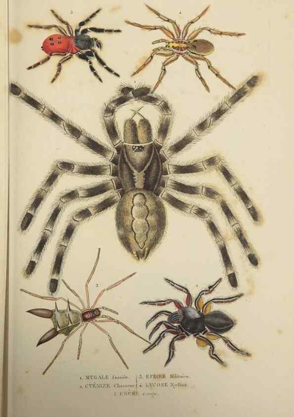 Reproducción/Reproduction 9371248320: Dictionnaire classique des sciences naturelles :. Brussels :Meline, Cans et Ce.,1853.